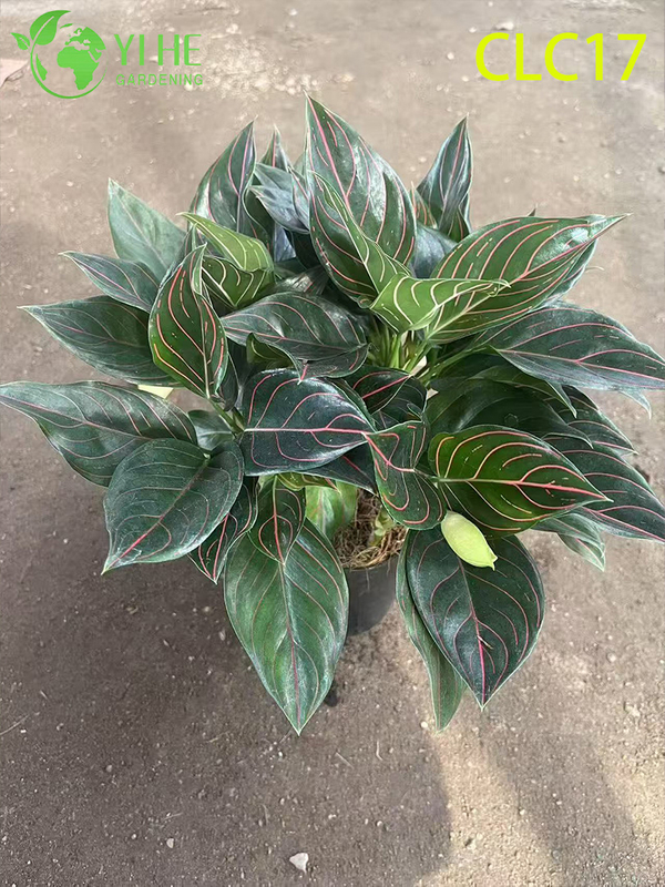 Wholesale Export Red Vein/White Vein/Red Radiance Aglaonema | Tropical Foliage Plants Seedlings