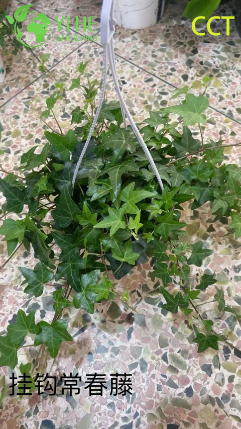 Wholesale English Ivy Potted Plants for Indoor Hanging & Outdoor Climbing Decor