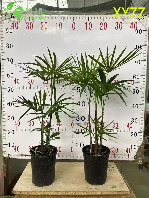 Exportación al por mayor de arbusto de hoja perenne ornamental de palma enana de señora de calidad superior