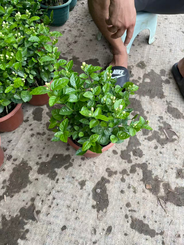 بونساي الياسمين السامباك المعطر للديكور الداخلي والخارجي