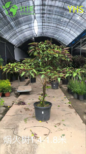 Fireworks Tree Ornamental Flower Tropical Garden Plant Clerodendrum Quadriloculare