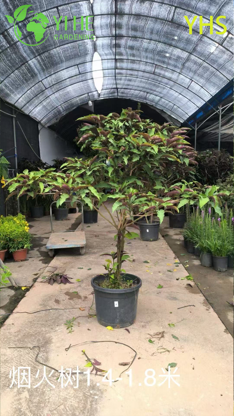 Fireworks Tree Ornamental Flower Tropical Garden Plant Clerodendrum Quadriloculare