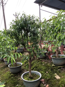 Ziziphus jujuba Mill.fruit tees