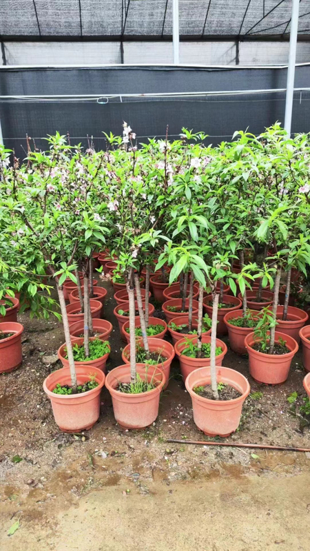 Honey peach trees, Amygdalus persica 'Honey Peach'