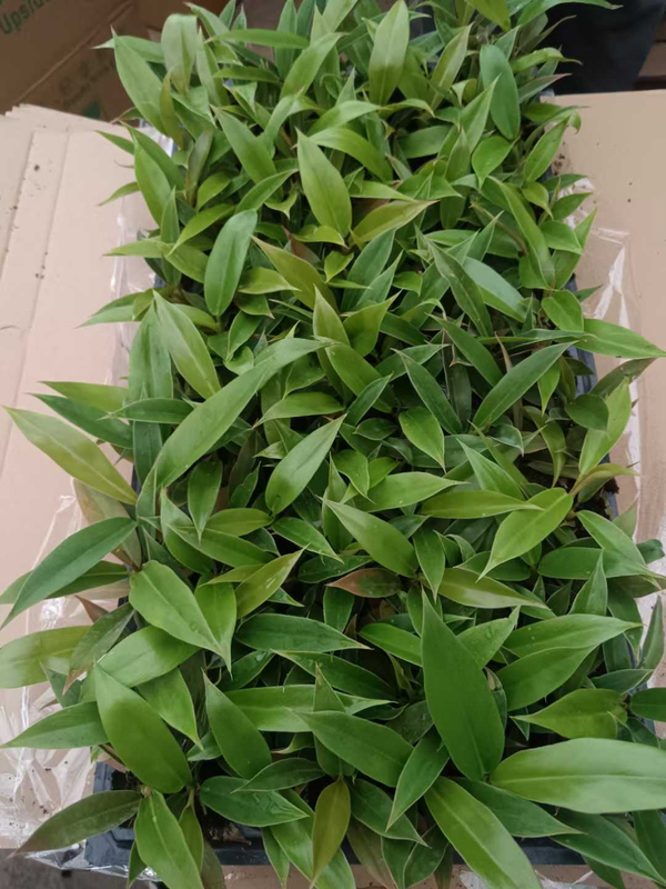 Epipremnum Aureum Seedling