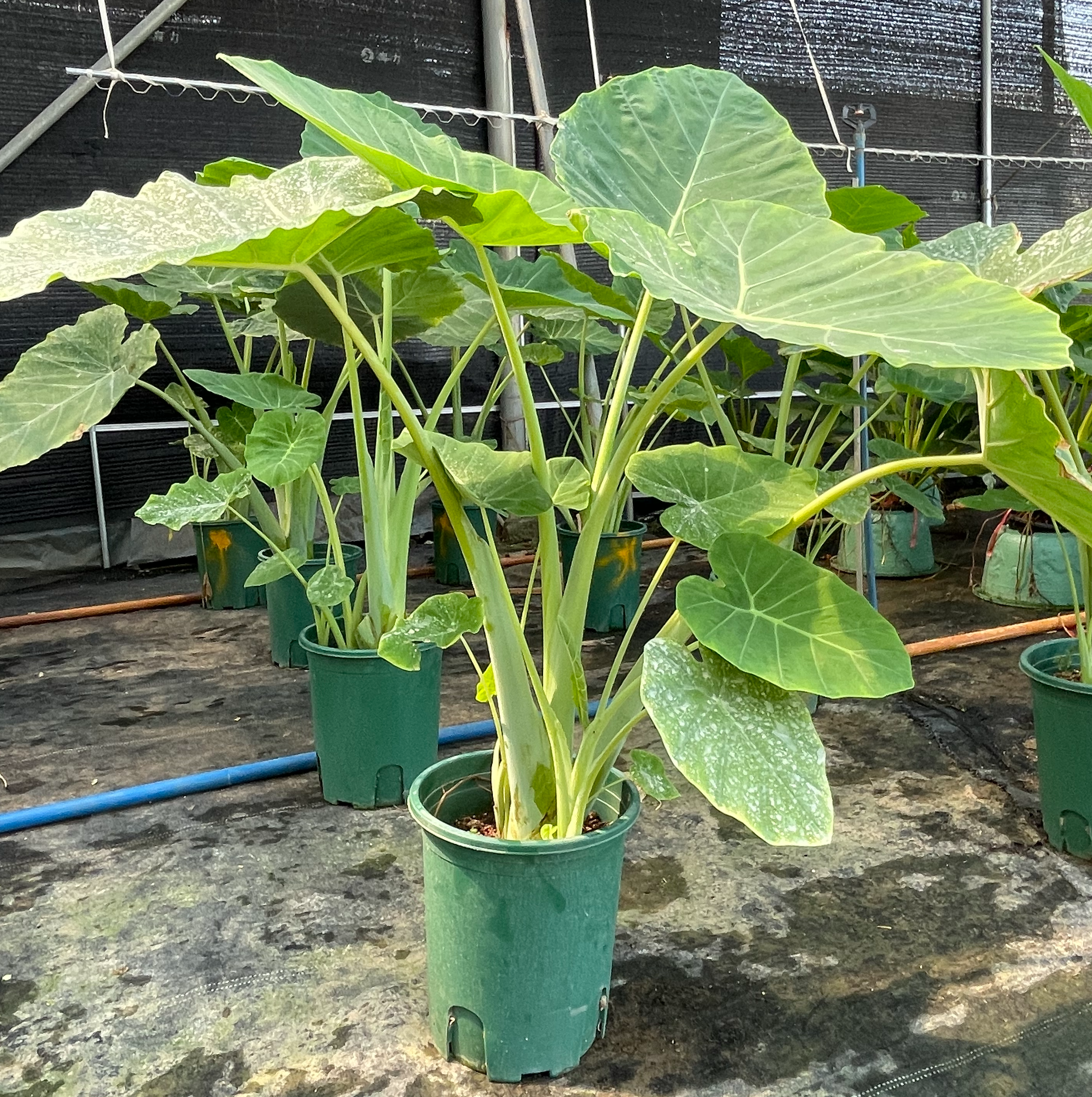 ​Leucocasia Gigantea​​
