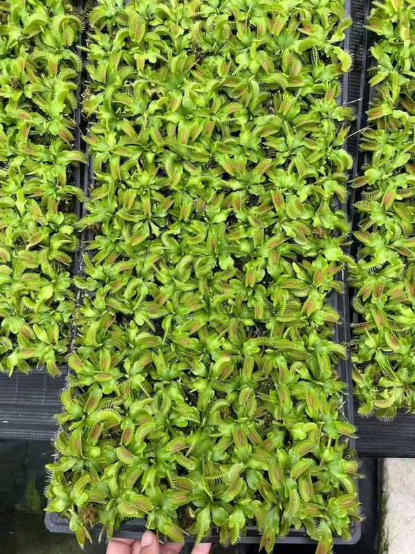 Dionaea Muscipula