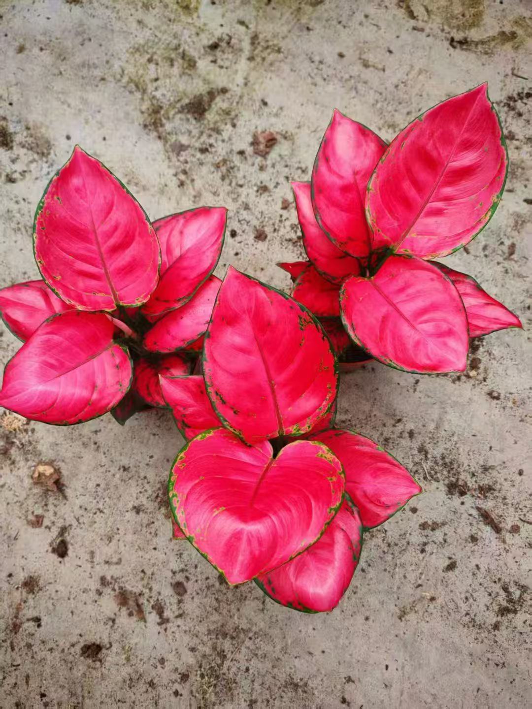 Red Beauty Aglaonema