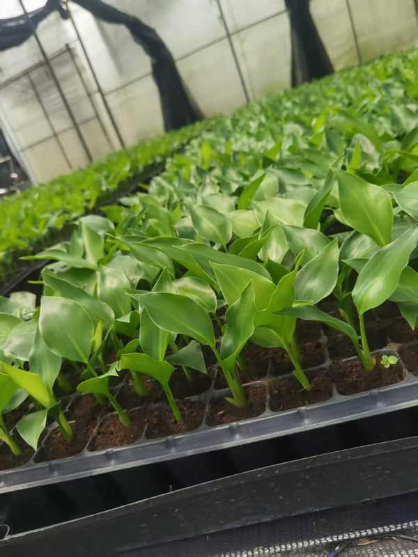 Strelitzia Nicolai Seedling