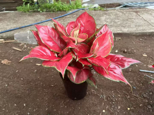 Red Luck Aglaonema