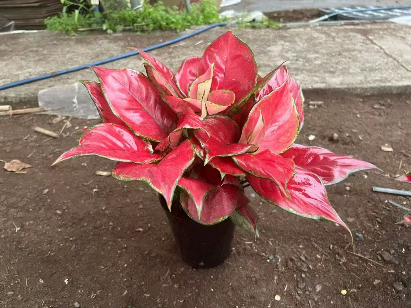 Red Luck Aglaonema