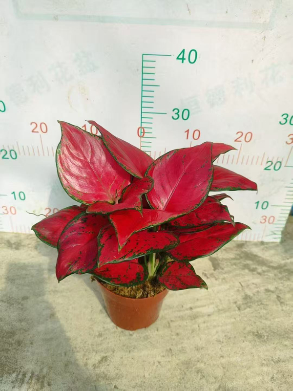 Red Fortune Aglaonema