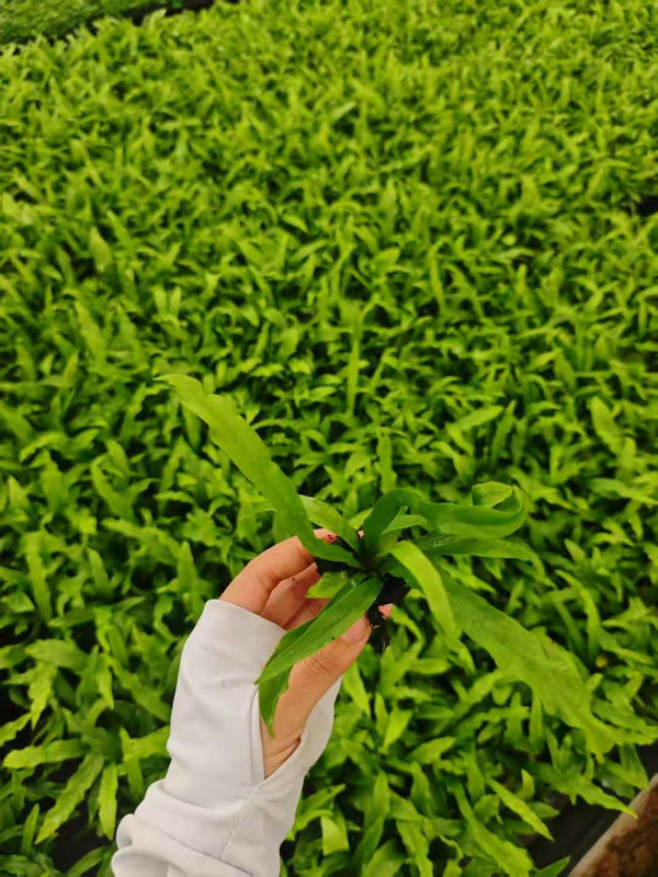 Asplenium Nidus