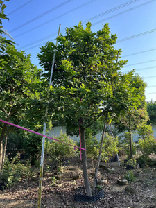Pongamia pinnata 