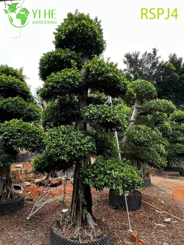 Lattice-Woven Tall Artistic Ficus Tree A Live Indoor Floor Plant Bonsai