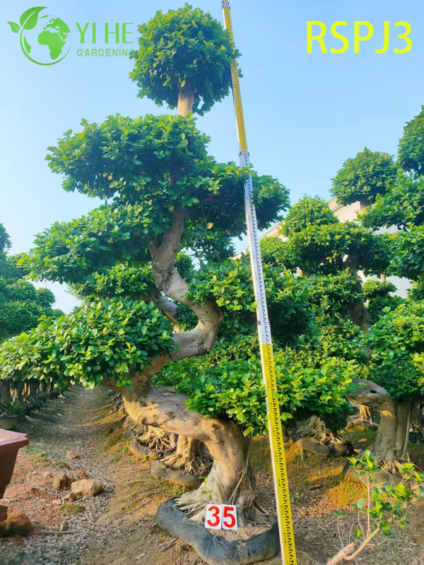 Multi-tiered Umbrella Tall Artistic Ficus Tree A Live Indoor Floor Plant Bonsai