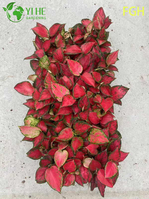 Aglaonema Sunshine Red Chinese Evergreen Live Plant for Indoors Seedlings