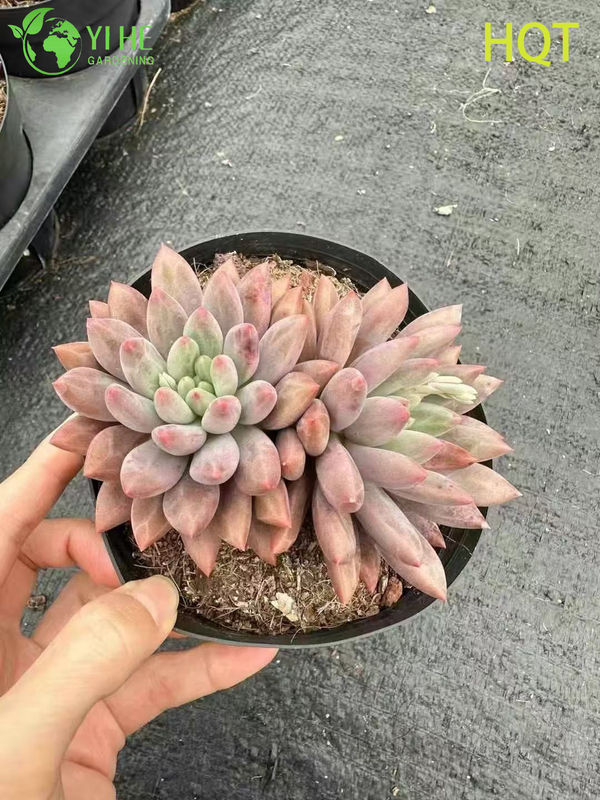 Wholesale Pink Dragonfly Pachyveria Live Succulent Pointed Rosette Bonsai