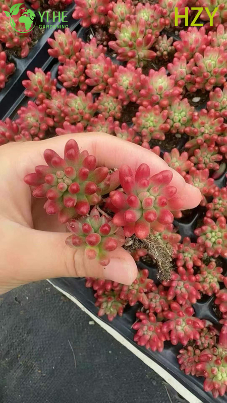 Wholesale Red Jelly Bean Plant Live Succulent Sedum Rubrotinctum Bonsai