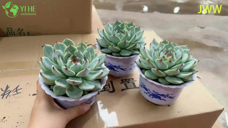 Live Pink Tip Echeveria Chihuahuaensis Succulent Plant for Wholesale Export Bonsai