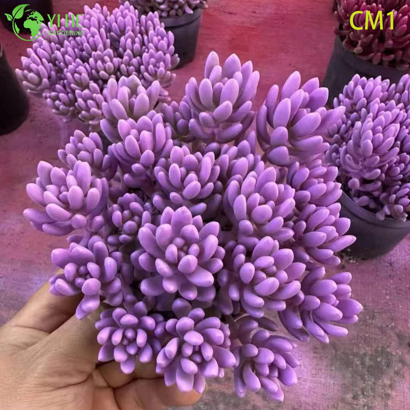 Wholesale Rainbow Jelly Bean Succulent Live Plant Spring Cluster Bonsai