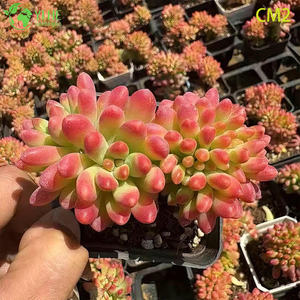 Wholesale Pink Berry Jelly Bean Succulent Live Plant Cluster Bonsai