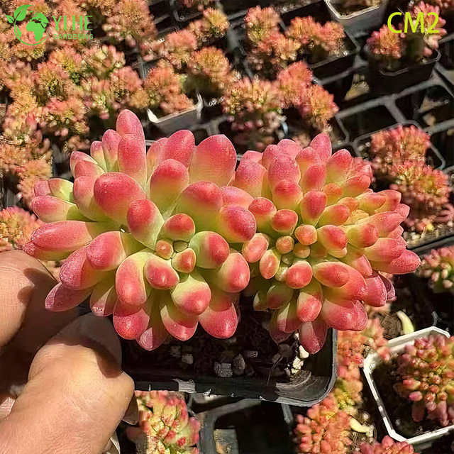 Wholesale Pink Berry Jelly Bean Succulent Live Plant Cluster Bonsai