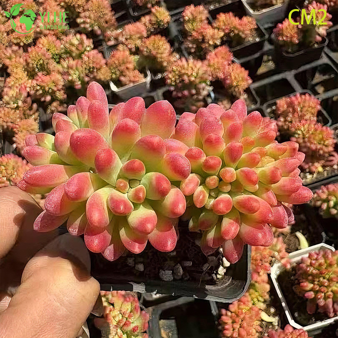 Wholesale Pink Berry Jelly Bean Succulent Live Plant Cluster Bonsai