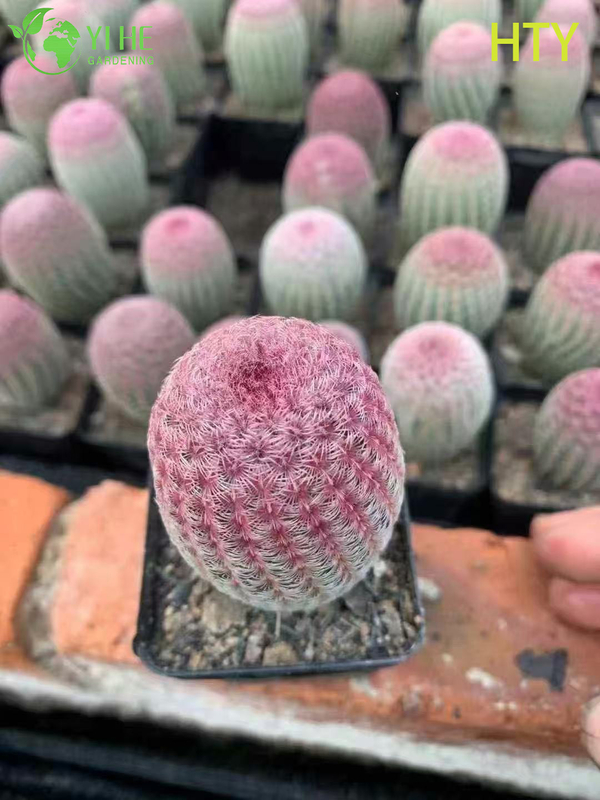 Wholesale Ruby Rainbow Hedgehog Cactus Live Collector's Plant Bonsai