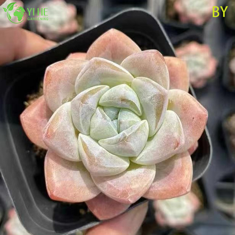 Wholesale Live Translucent Jade Succulent Plant Wholesale for Indoor Decor Bonsai