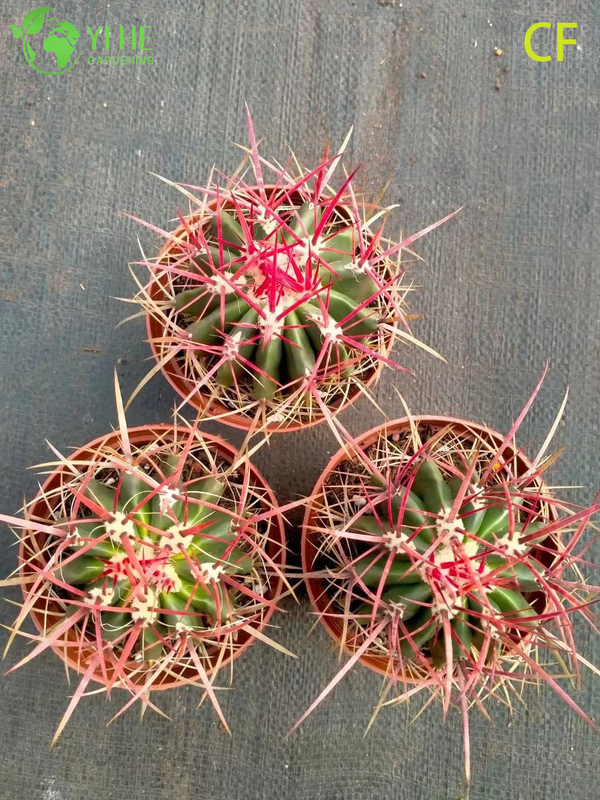 Wholesale Red Phoenix Echeveria Live Succulent Fiery Rosette Bonsai