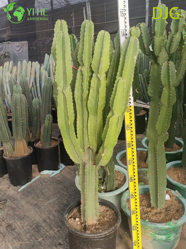 Large Candelabra Tree Euphorbia Live Plant for Indoor Decor Bonsai