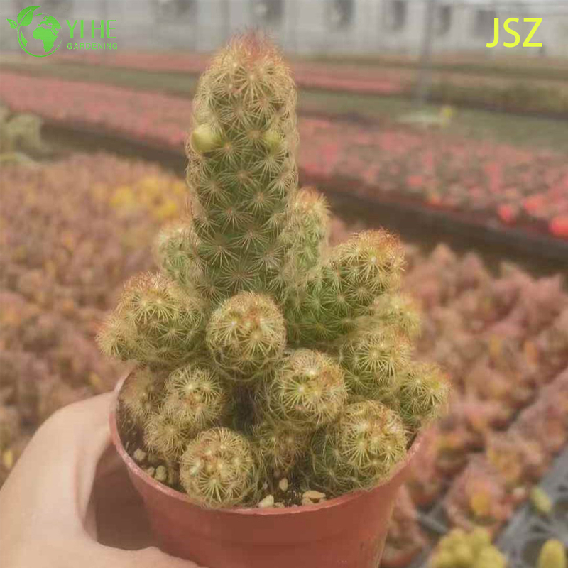 Wholesale Live Ladyfinger Cactus Mammillaria Elongata for Indoor Garden Bonsai