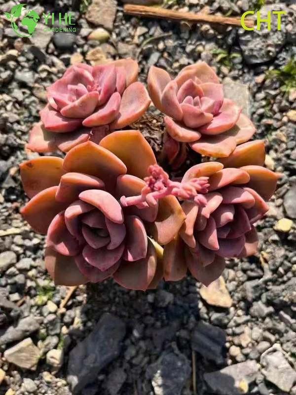 Wholesale Rainbow Candy Succulent Cluster Live Plant for Garden Bonsai