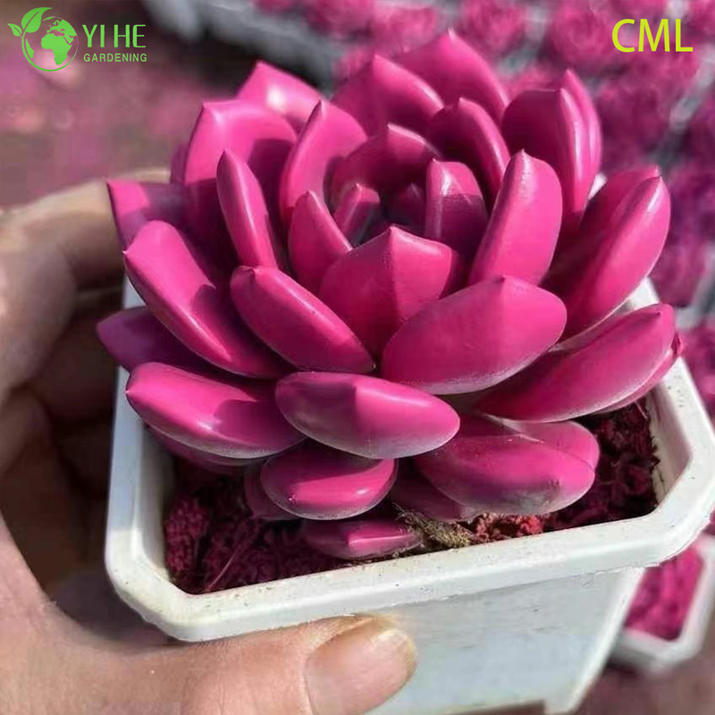 Wholesale Echeveria Orange Monroe Live Succulent Plump Rosette Bonsai