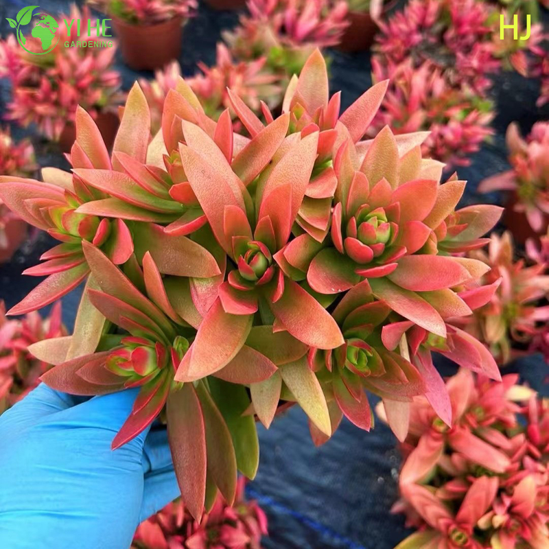 Wholesale Red Campfire Crassula Live Succulent Stacking Plant Bonsai