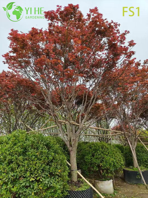 Wholesale Live Red Maple Tree for Landscape Garden Specimen Bonsai