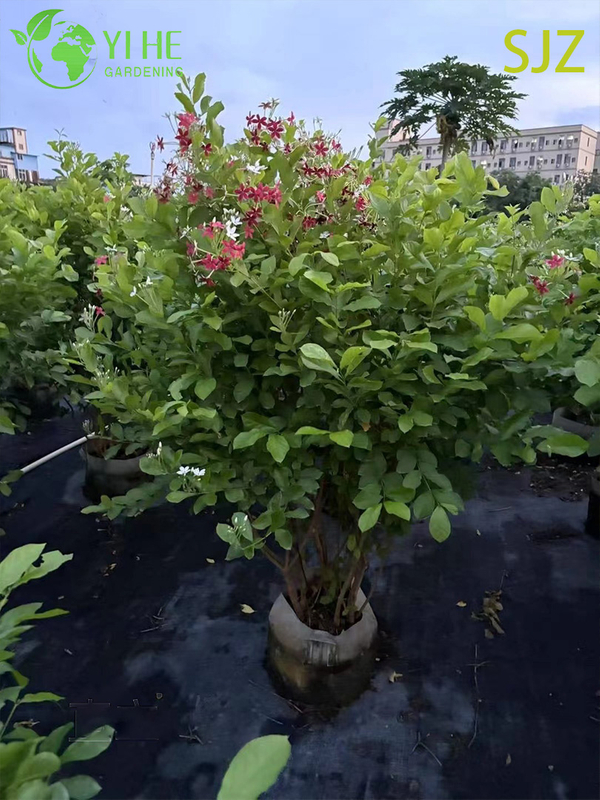 Wholesale Garcinia subelliptica Rangoon Creeper Live Fragrant Flowering Vine Plant Bonsai