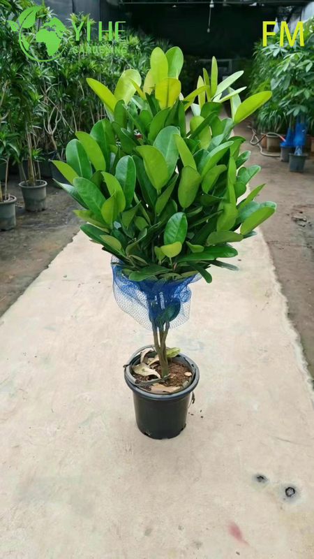 Wholesale Upright Fukugi Tree Live Plant for Ornamental Landscape Hedging Bonsai