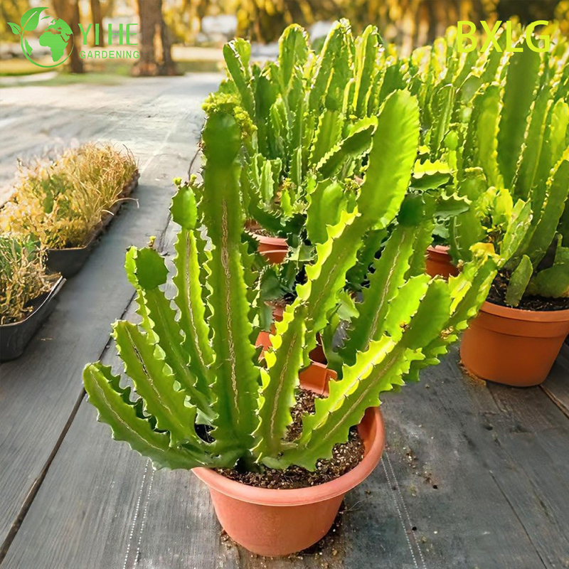 Live Tall Upright African Milk Tree An Architectural Euphorbia Plant Bonsai
