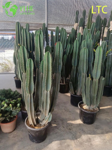 Live Dragon Fruit Cactus Plant A Fruit-Bearing Hylocereus Undatus