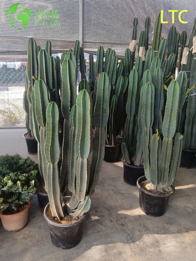 Live Dragon Fruit Cactus Plant A Fruit-Bearing Hylocereus Undatus