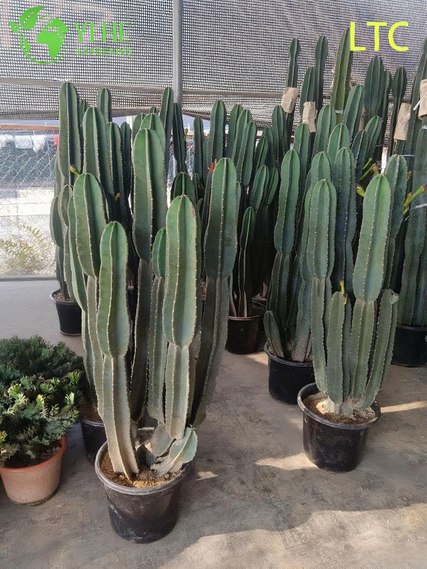 Live Dragon Fruit Cactus Plant A Fruit-Bearing Hylocereus Undatus