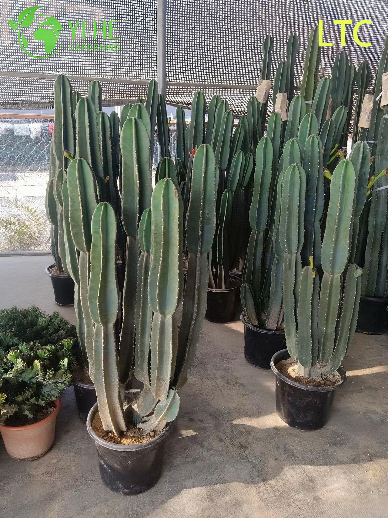 Live Dragon Fruit Cactus Plant A Fruit-Bearing Hylocereus Undatus