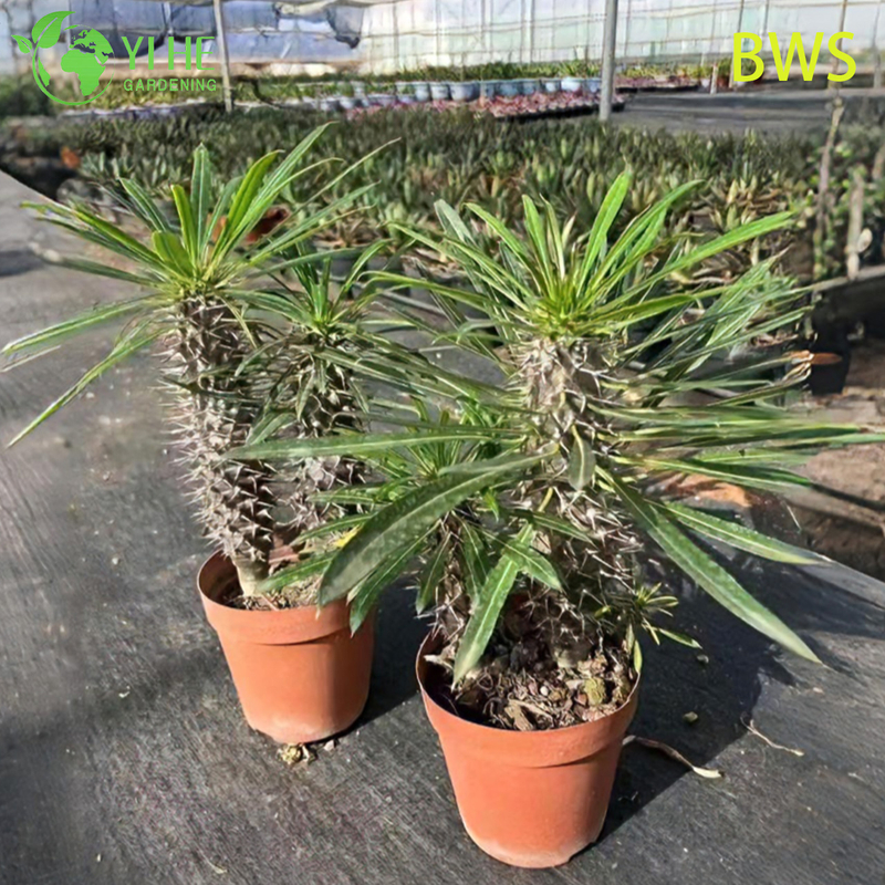 Live Madagascar Palm A Tall Spiny Trunk Pachypodium Succulent Bonsai