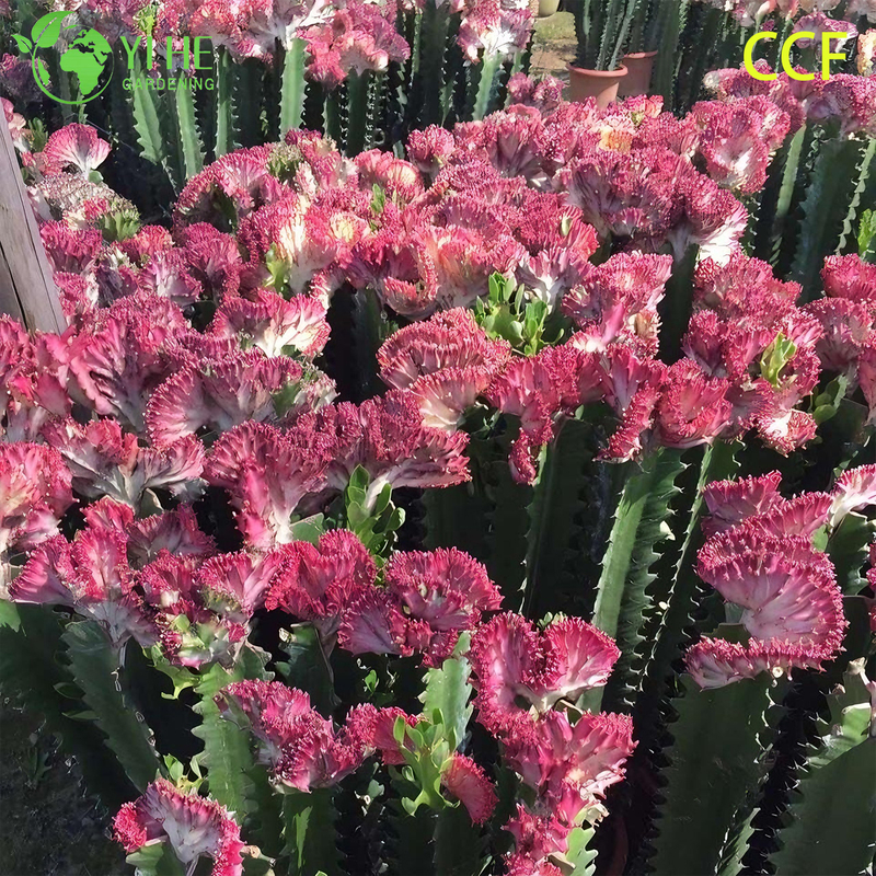Live Coral Cactus a Grafted Wavy Crested Euphorbia Lactea Bonsai