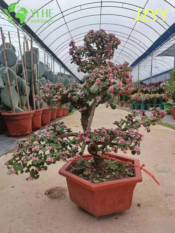 Live Rainbow Elephant Bush A Pink Tricolor Variegated Succulent Bonsai
