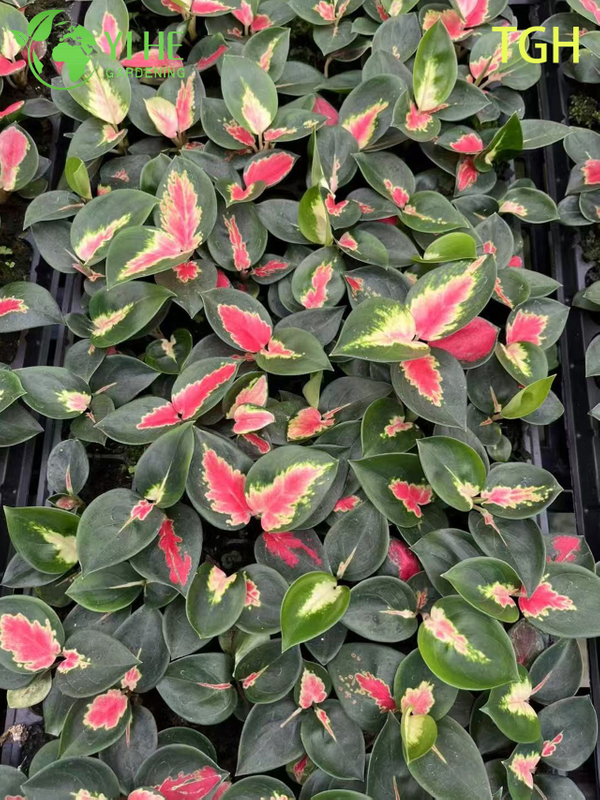 Aglaonema Thailand Red A Live Chinese Evergreen Houseplant Seedlings