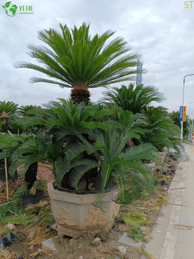 Multi-head Cycas