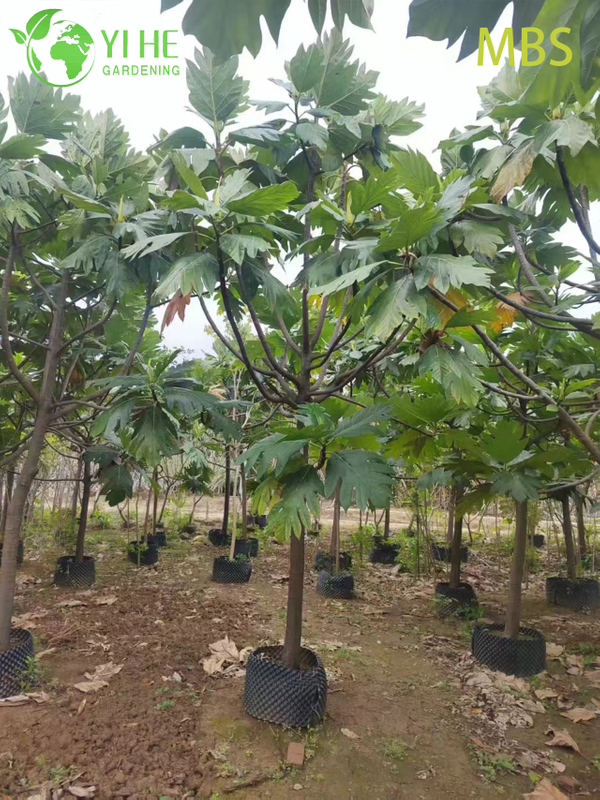Wholesale Live Breadfruit Tree Artocarpus Edible Tropical Plant Bonsai